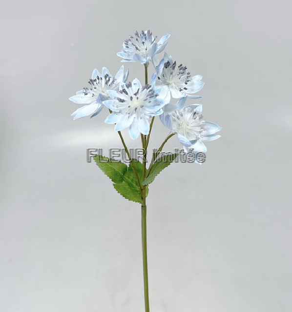 Astrantia x3 50cm 72/720