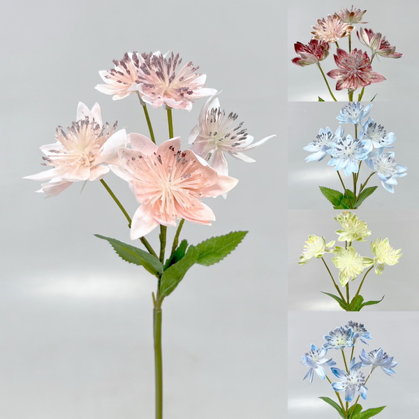 Astrantia x3 50cm 72/720