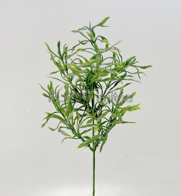 Asparágus mini  36cm  144/720