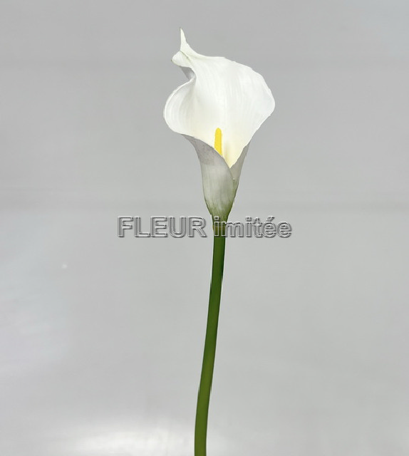 Kala x1 50cm 48/480