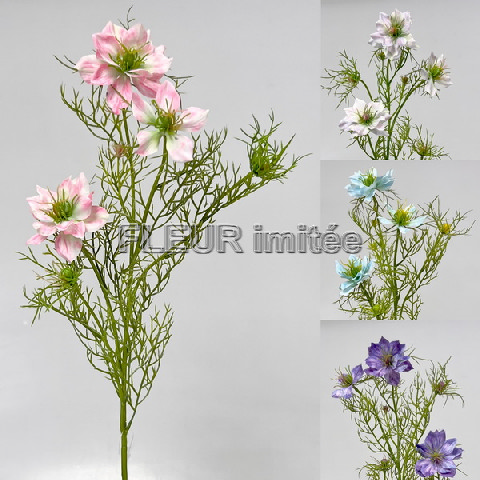 Nigella 60cm 24/240
