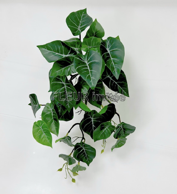 Filodendron pop.46cm latex 12/48