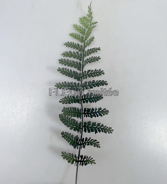 List kapradí 52cm 12/240