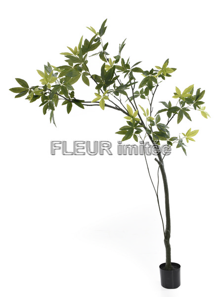 Schefflera  keř 240cm 1/2