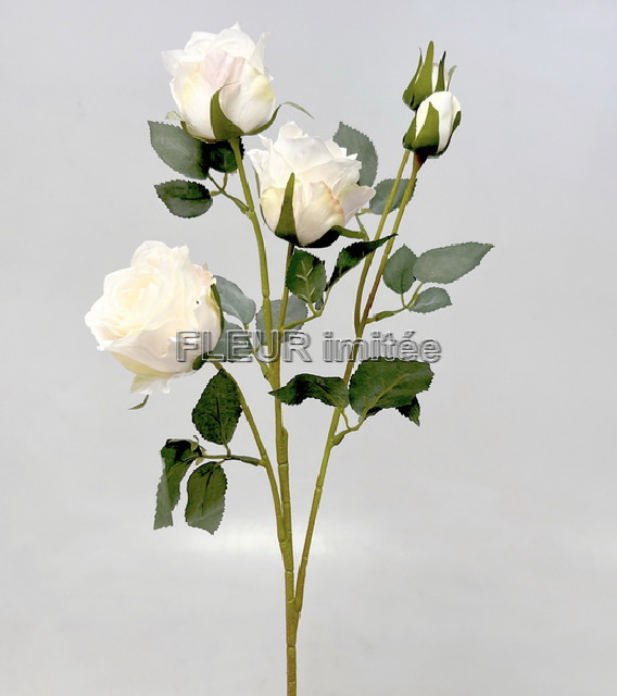 Růže x5 65cm 24/240