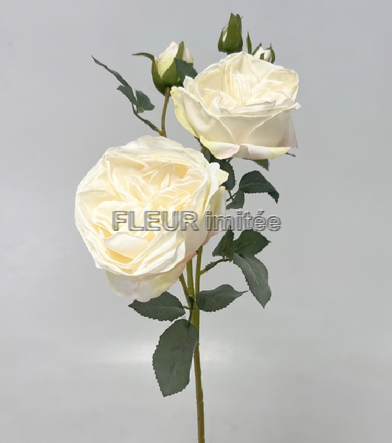 Růže x5 Alex 65cm 24/192