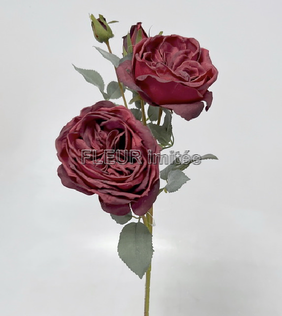 Růže x5 Alex 65cm 24/192