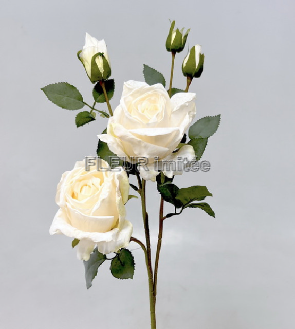 Růže Charlotte 65cm 24/240