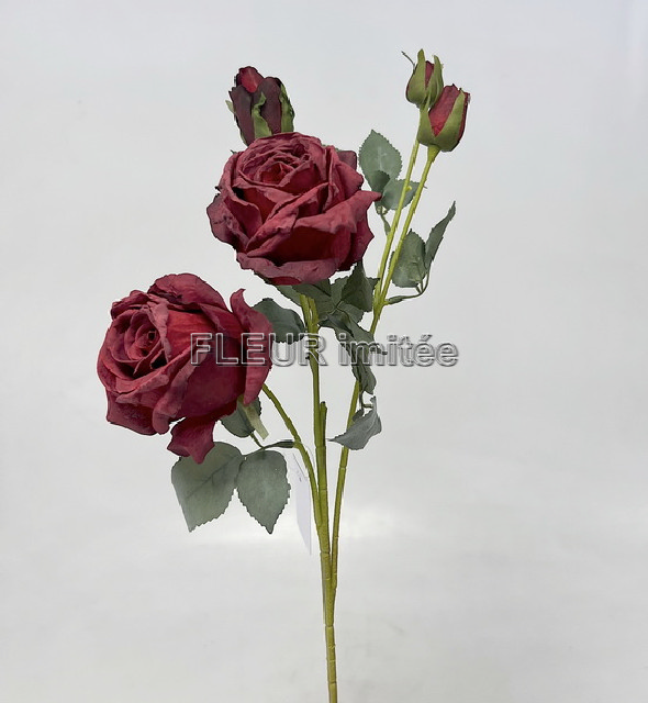 Růže Charlotte 65cm 24/240
