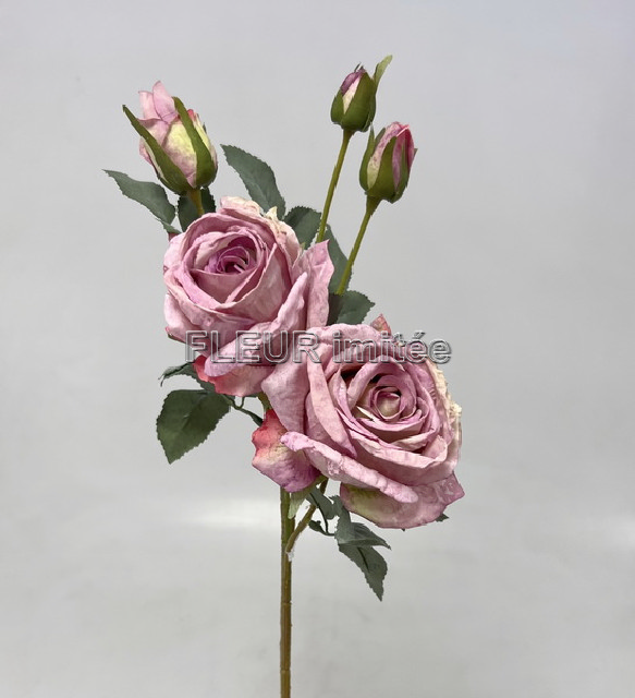 Růže Charlotte 65cm 24/240