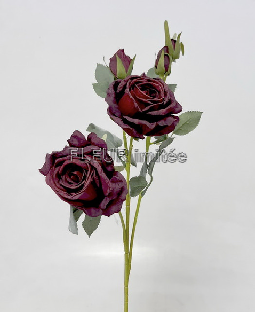 Růže Charlotte 65cm 24/240