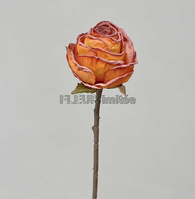 Růže 30cm 