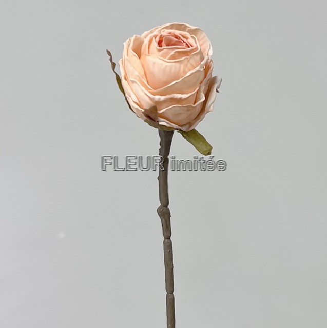 Růže 30cm 