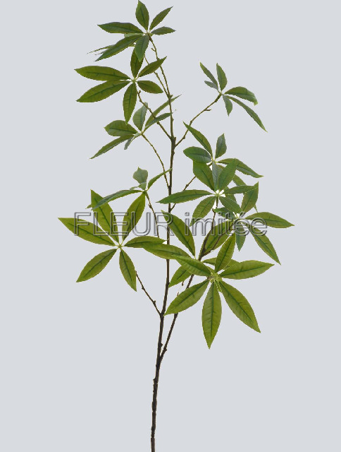 Pachira 80cm 24/144