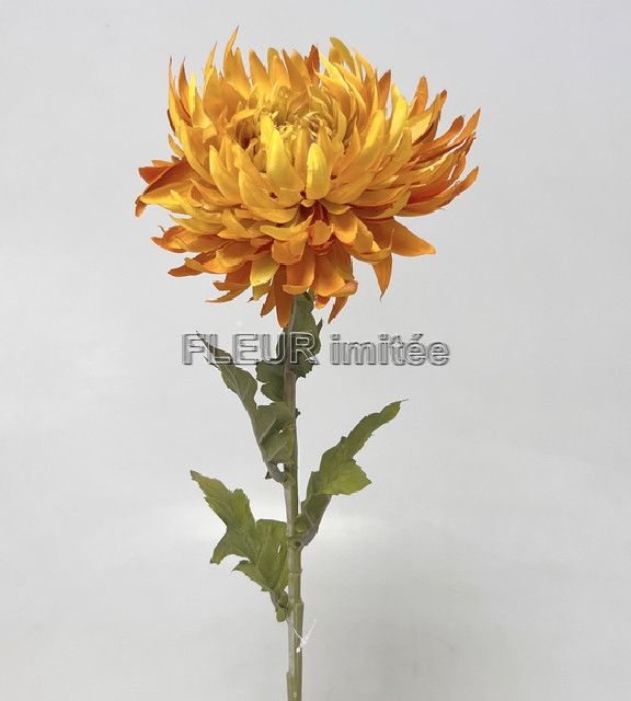 Chryzantema x1 60cm 24/240