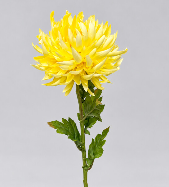 Chryzantema x1 60cm 24/240