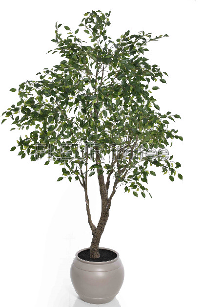 Fikus strom 300cm  vč.květníku1/2