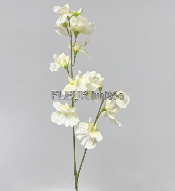 Hrachor 58cm 12/144