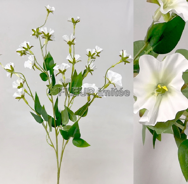 Clematis x4 89cm  18/180