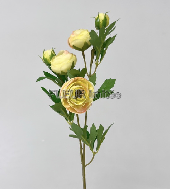 Ranunculus x1 51cm 12/60