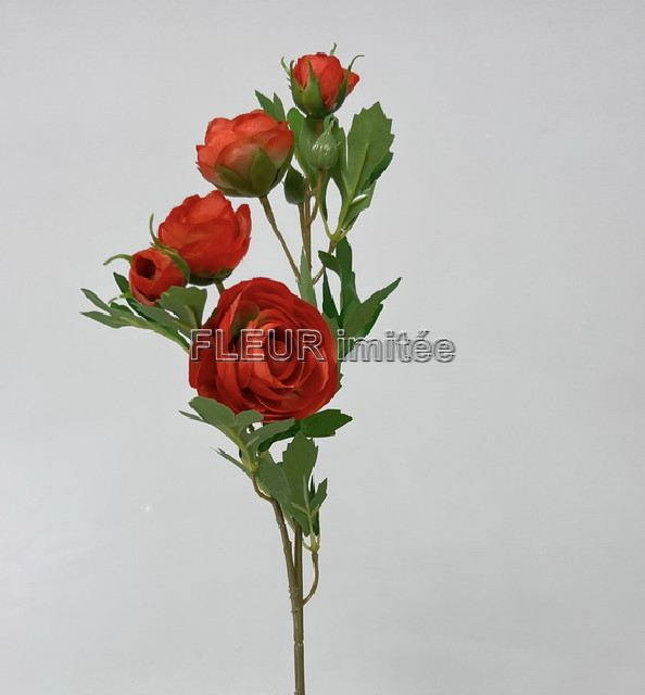 Ranunculus x1 51cm 12/60