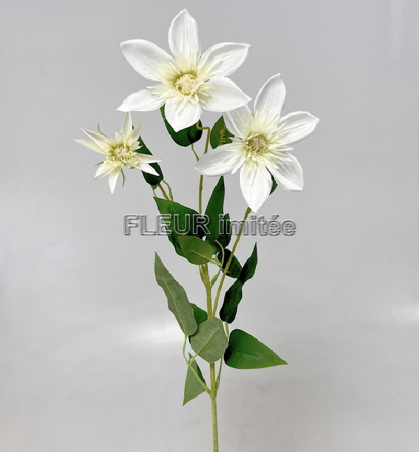 Clematis x3 74cm  36/360