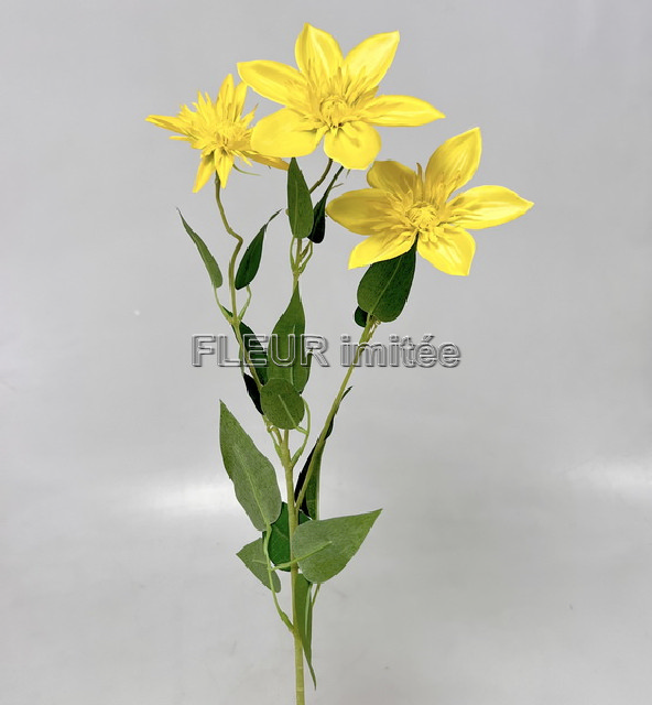 Clematis x3 74cm  36/360