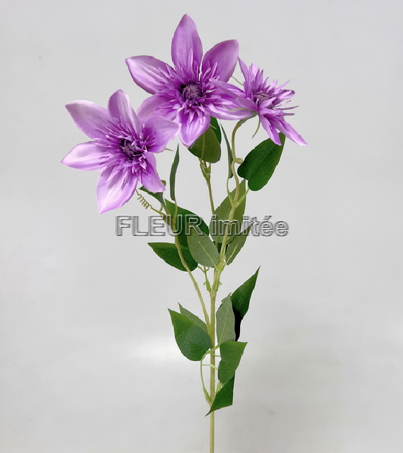 Clematis x3 74cm  36/360