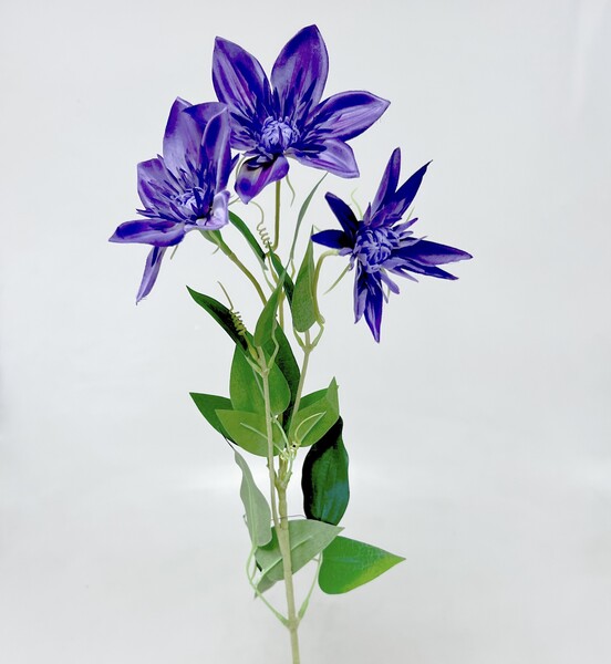 Clematis x3 74cm  36/360