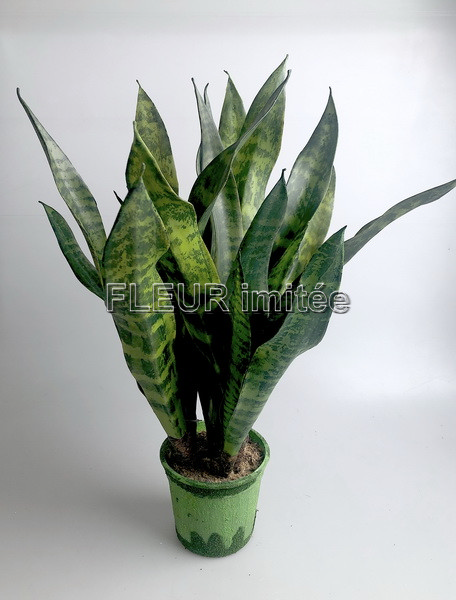 Sanseviera latex x6 65cm 1/12