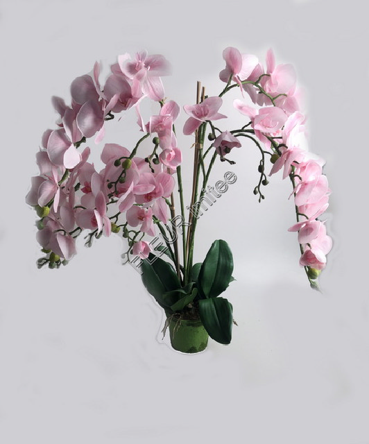 Orchidea latex 85cm x5