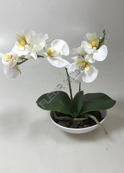 Orchidea v misce 25cm 12/48
