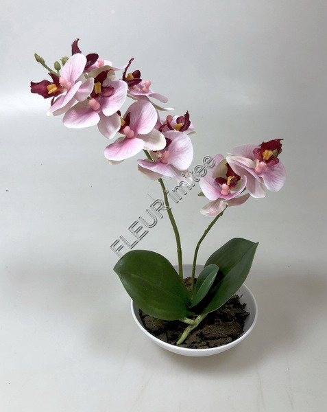 Orchidea v misce 25cm 12/48