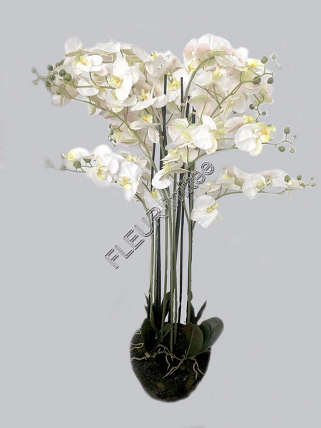 Orchidea v balu 140cm 12/96