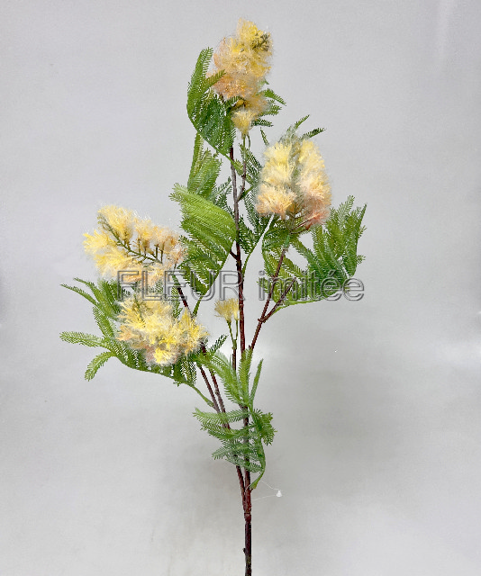 Mimosa 100cm 12/72