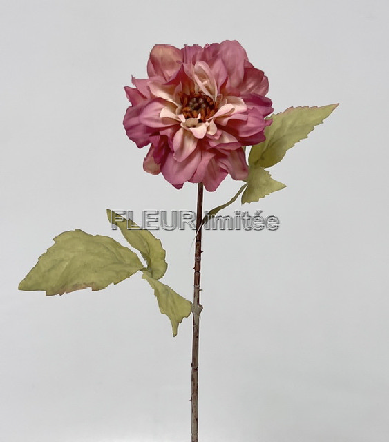 Jiřina suchá 43cm 36/216